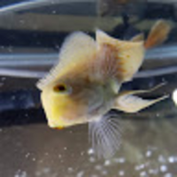 Meet your Posher, Samantha - Picture 1 of 1